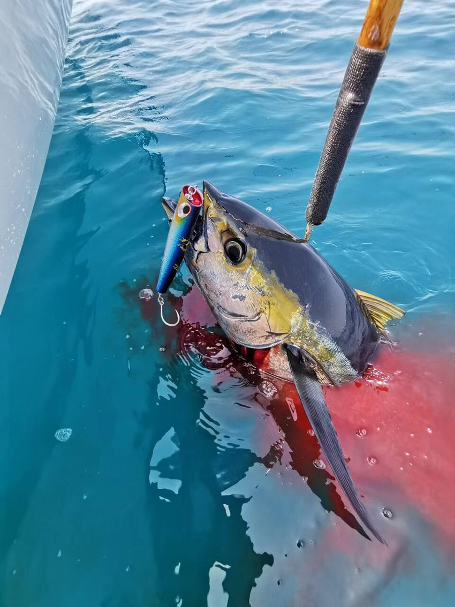 黄鳍金枪鱼-2